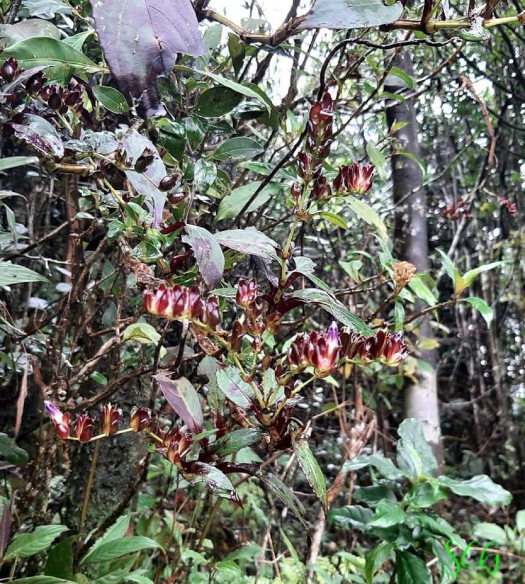 Strobilanthes sexennis var. hirtsutissima (Nees) C.B.Clarke